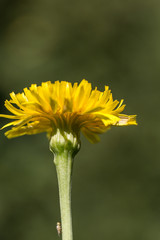fiore del prato giallo 