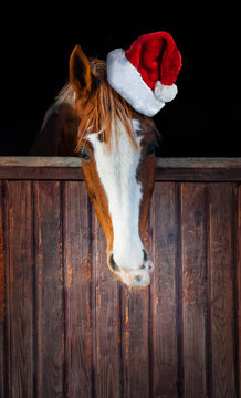 Horse with Santa hat