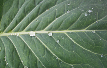 Leaf of cabbage. Cabbage after the rain.