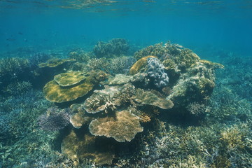 Diversity of corals underwater on a shallow reef in the lagoon of Grande Terre island in New Caledonia, south Pacific ocean, Oceania