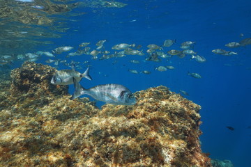 Fishes of the Mediterranean sea underwater in the marine reserve of Cerbere Banyuls, Vermilion coast, Pyrenees-Orientales, Roussillon, France