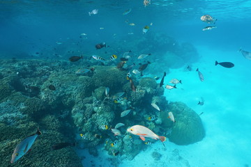 Fototapeta na wymiar French Polynesia a shoal of tropical fishes with corals underwater in the lagoon of Rangiroa, Tuamotus, Pacific ocean