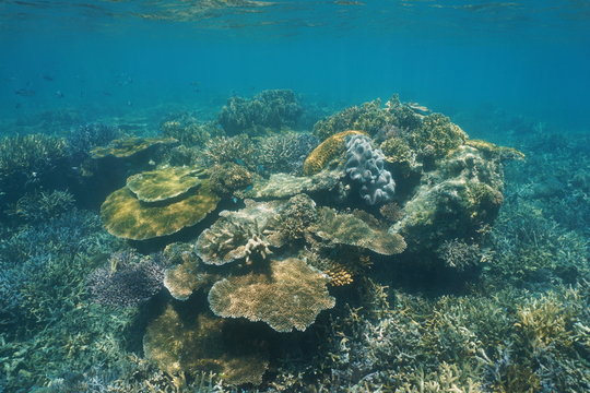Diversity of corals underwater on a shallow reef in the lagoon of Grande Terre island in New Caledonia, south Pacific ocean, Oceania