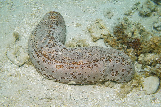 Marine life a leopard sea cucumber Bohadschia argus, underwater on the ocean floor, Bora Bora, Pacific ocean, French polynesia