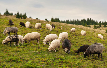 Obraz premium Herd of sheep graze on green pasture in the mountains. Young white and brown sheep graze on the farm.