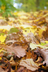 Leaves in the forest. Autumn forest.