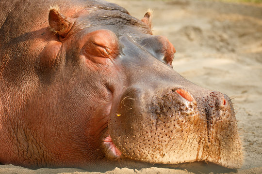 Sleeping hippopotamus in Calgary ZOO, Canada