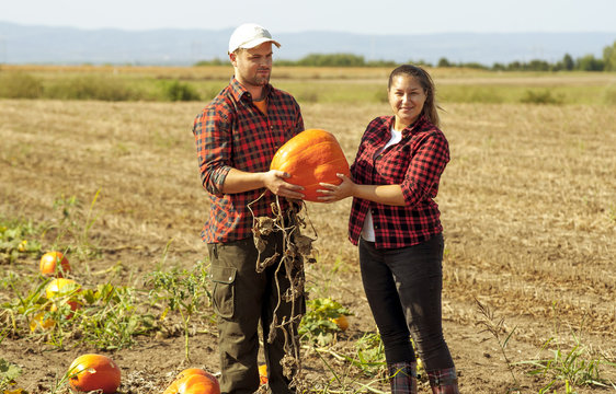 Pumpkin field at harvesting time