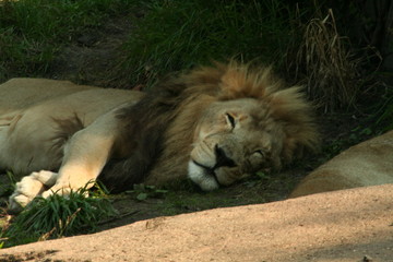 Naklejka premium Lions, King of the Jungle