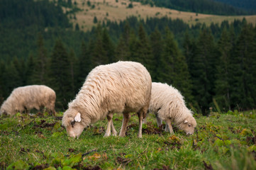 Obraz premium A sheep with a lamb grazing on a green pasture in the mountains.Young white sheep graze on the farm.
