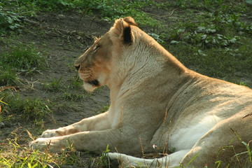 Lions, King of the Jungle