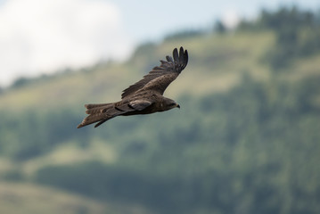 Black kite soaring on the mountains background