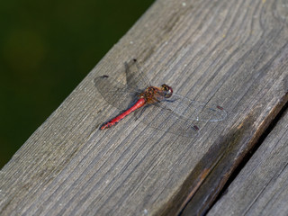 dragonfly