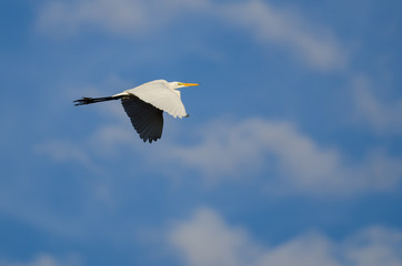 Great Egret Flying in a Blue Sky