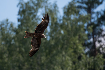 Brown kite flying against green forest