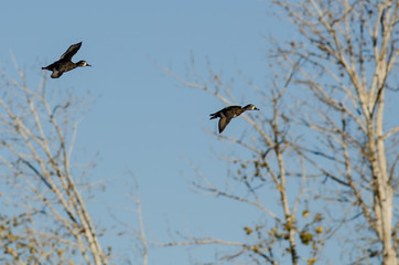 Two Ring-Necked Ducks Flying Past the Autumn Tree