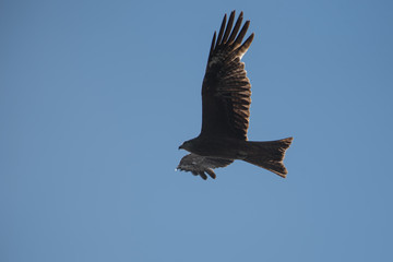 Kite flying against the blue sky