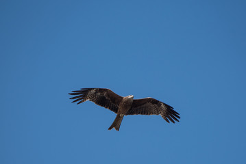 Kite flying in the blue sky