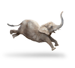 African elephant - Loxodonta africana female running and jumping. Animals isolated on white background.