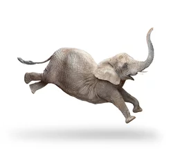 Foto op Aluminium Afrikaanse olifant - Loxodonta africana vrouw rennen en springen. Dieren geïsoleerd op een witte achtergrond. © Kletr