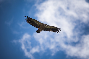 Vautour des Pyrénées