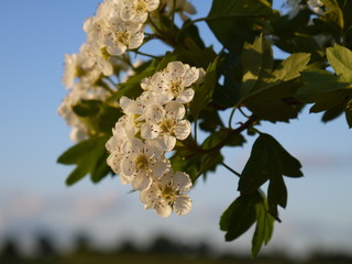 White blooming flowers on branch