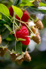 Obraz premium Organic ripe red raspberries on the bush.