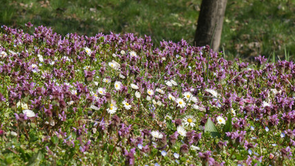Fiori di prato in campagna