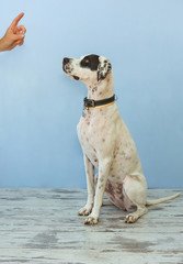sitting on hind legs English pointer womens hand shows finger to it