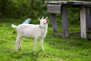 beautiful white little goat on the grass