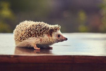 hedgehog on the table