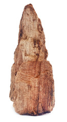 Bogwood over white background