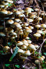 forest mushrooms