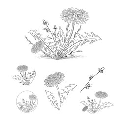  Vintage Draw of Dandelion and Other Herbs Set