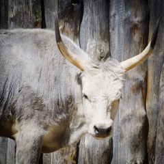 Grey Ungarian Cow