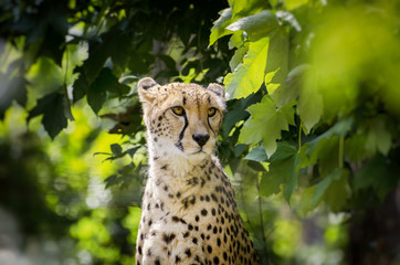 Cheetah Portrait in Wildlife