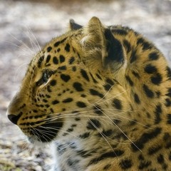 Leopard Closeup Portrait