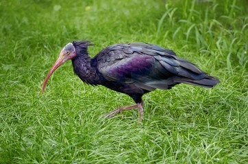 Dark Ibis at Green Grass