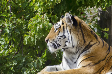 Single Tiger Portrait