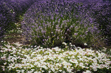Morning Lavender Field