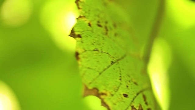 Macro video shoot of green autumnal leaf of grape bush growing in garden on autumn sunny day. Shallow depth of field. Real time full hd video footage.