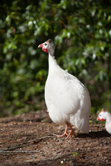 Guinea Hen