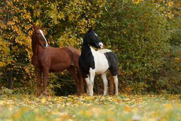 Bunte Pferde im Herbstaub