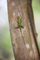 Green Anole Lizard