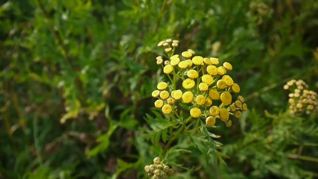 Bitter golden buttons of Tanacetum vulgare yellow flower shrub on the wind HD footage - Tansy perennial herbaceous flowering plant. Static camera