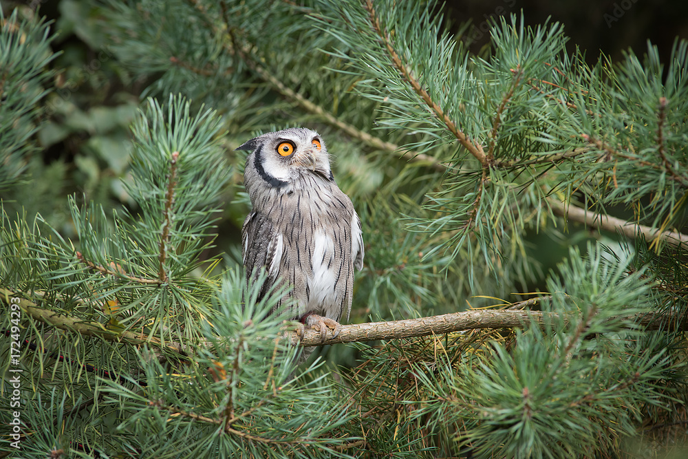 Poster white faced scops owl perched in a pine tree and looking intensely up to the sky