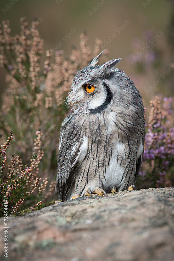 Poster a close up full length portrait of a white faced scops owl standing on a rock and looking to the lef