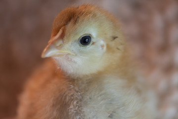 Baby Chick