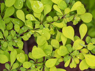 Yellow leaves barberry