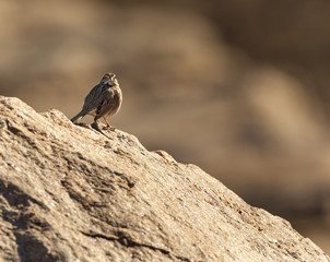 Song Sparrow on hurricane barrier